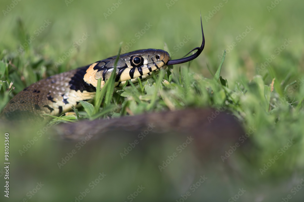 Grass Snake (Natrix Natrix)/Grass Snake coiled in vibrant green grass ...