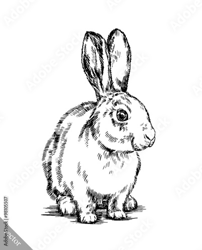 brush painting ink draw isolated rabbit illustration