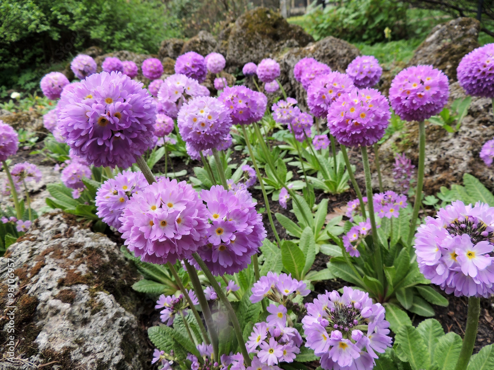 Flower serrulate primrose (Primula denticulata), family Primulaceae Flower serrulate primrose (Primula denticulata), family Primulaceae