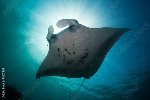 A Manta Ray - Mata alfredi - plays under the sun creating a silhouette. Taken in Komodo National Park, Indonesia © nickeverett1981