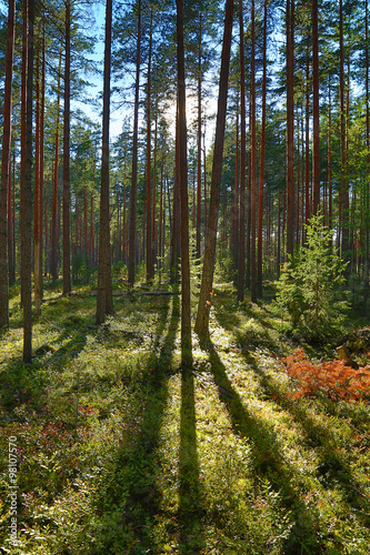 shadows of trees in the north forest