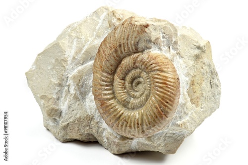 Ammonit (leptosphinctes) isoliert auf weißem Hintergrund