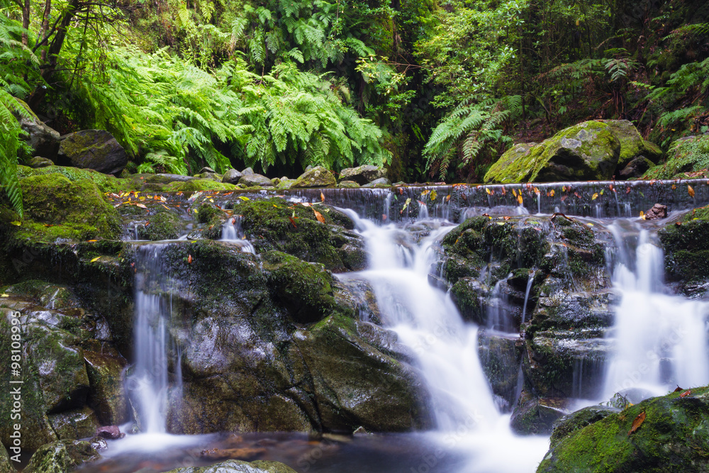 Small stream in the ancient laurel woods