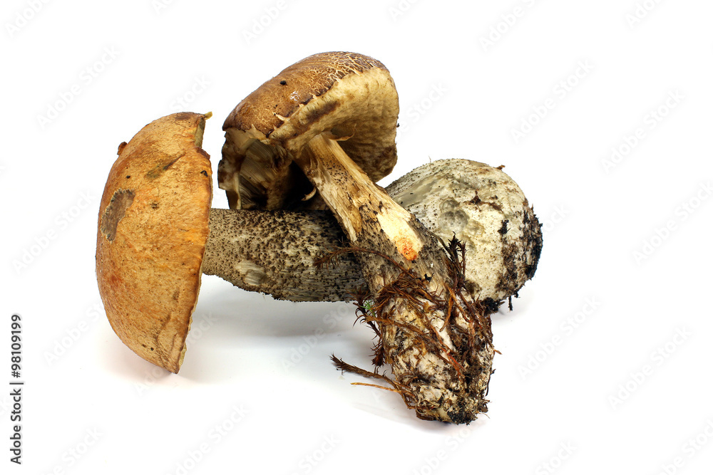 Two different edible mushrooms Two different edible mushrooms
