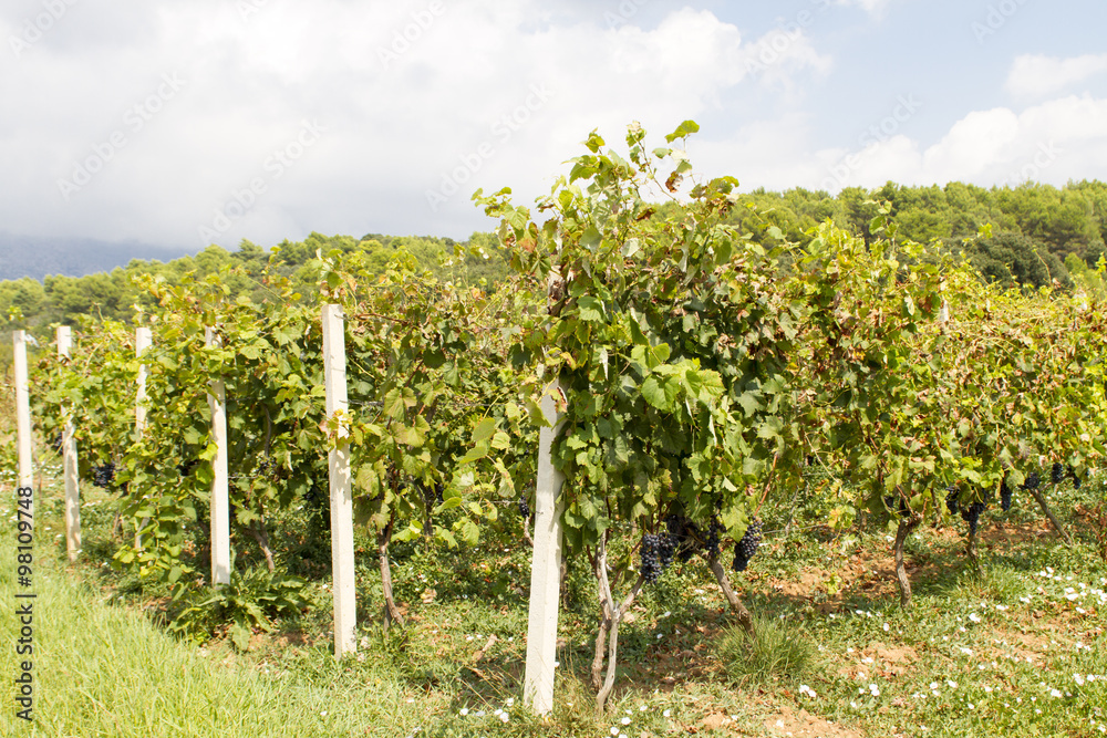 Fototapeta premium Vineyard
