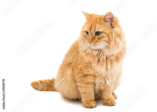 Fototapeta Naklejka Na Ścianę i Meble -  red cat