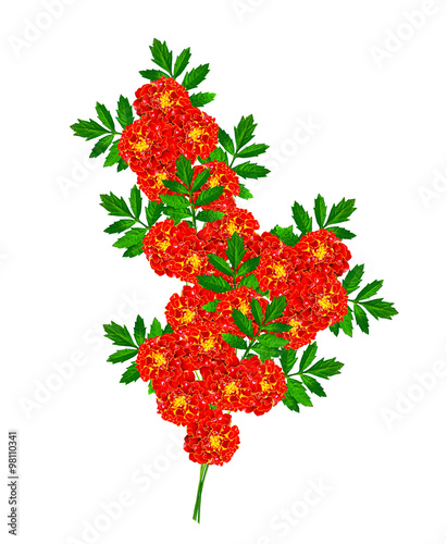 Konstfotografi Marigold flowers isolated on white background
