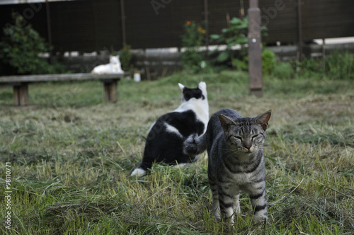 Photography 公園の猫たち,Wild cats of the park