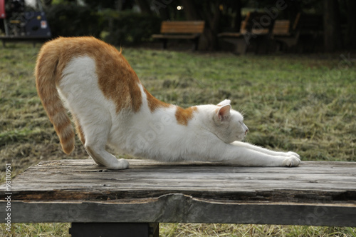 Photography 公園の猫たち,Wild cats of the park
