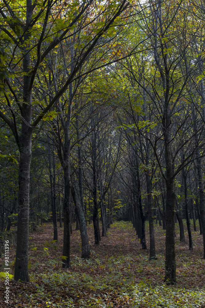 Between the trees