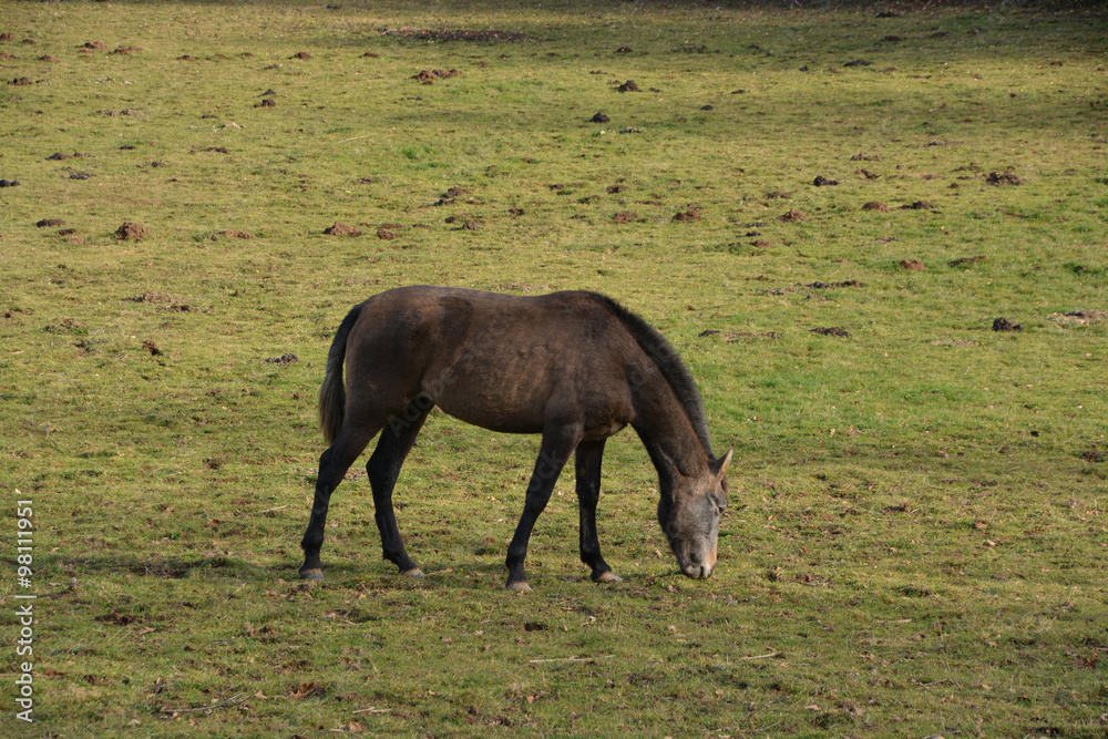 caballo pastando en un prado verde caballo pastando en un prado verde