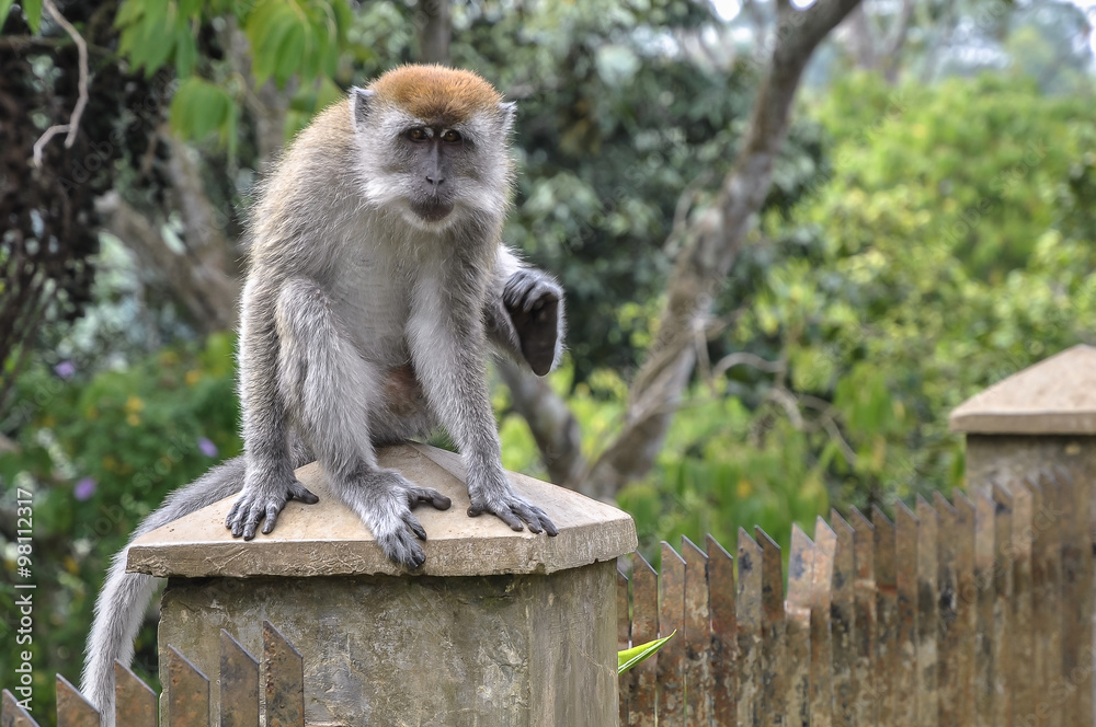 A monkey sitting on a column