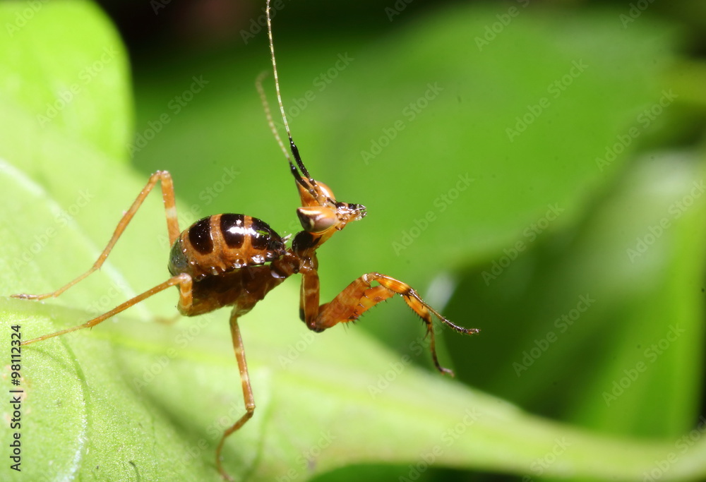 grasshopper in the green garden grasshopper in the green garden