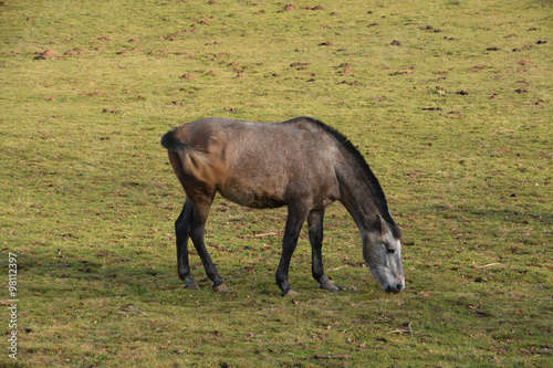 caballo pastando en un prado verde