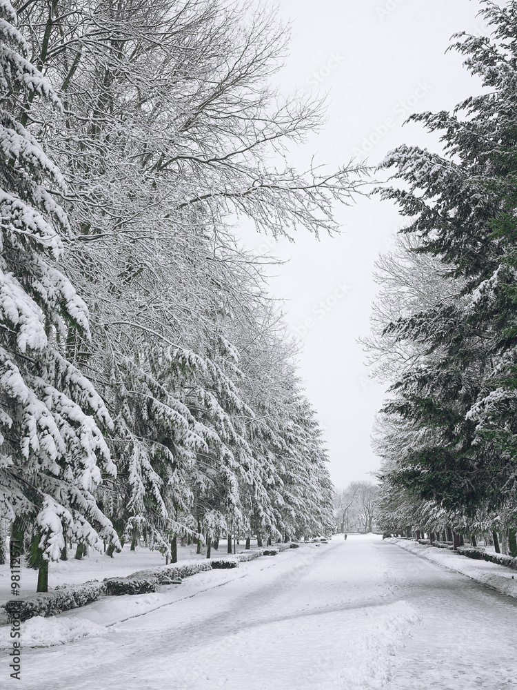 Fototapeta premium Snow-covered trees in the city park
