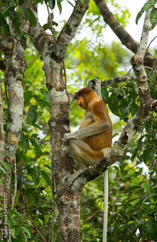 The proboscis monkey is sitting on a tree in the jungle. Indonesia. The island of Borneo (Kalimantan). An excellent illustration.