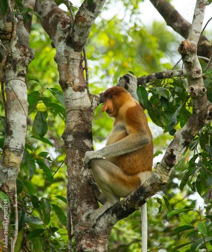 The proboscis monkey is sitting on a tree in the jungle. Indonesia. The island of Borneo (Kalimantan). An excellent illustration. © gudkovandrey