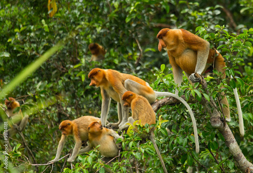 Family of proboscis monkeys are sitting in a tree in the jungle. Indonesia. The island of Borneo  Kalimantan . 
