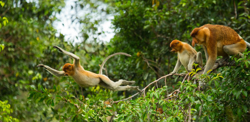 Fotobehang Aap Springende neusaap in Borneo jungle  © gudkovandrey