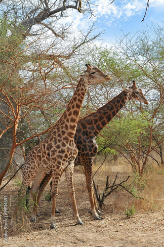 Girafe - R  serve de Bandia