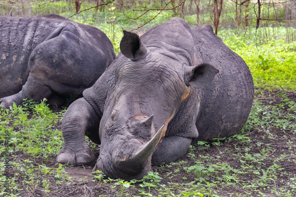 Fototapeta premium Rhinocéros Noir d'Afrique - Réserve de Bandia (Img.0577)