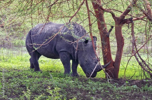 Rhinocéros Noir d'Afrique - Réserve de Bandia (Img.0533)