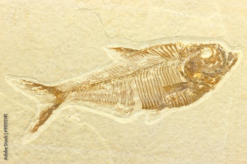 Diplomystus Fischfossil aus der Green-River-Formation/ USA