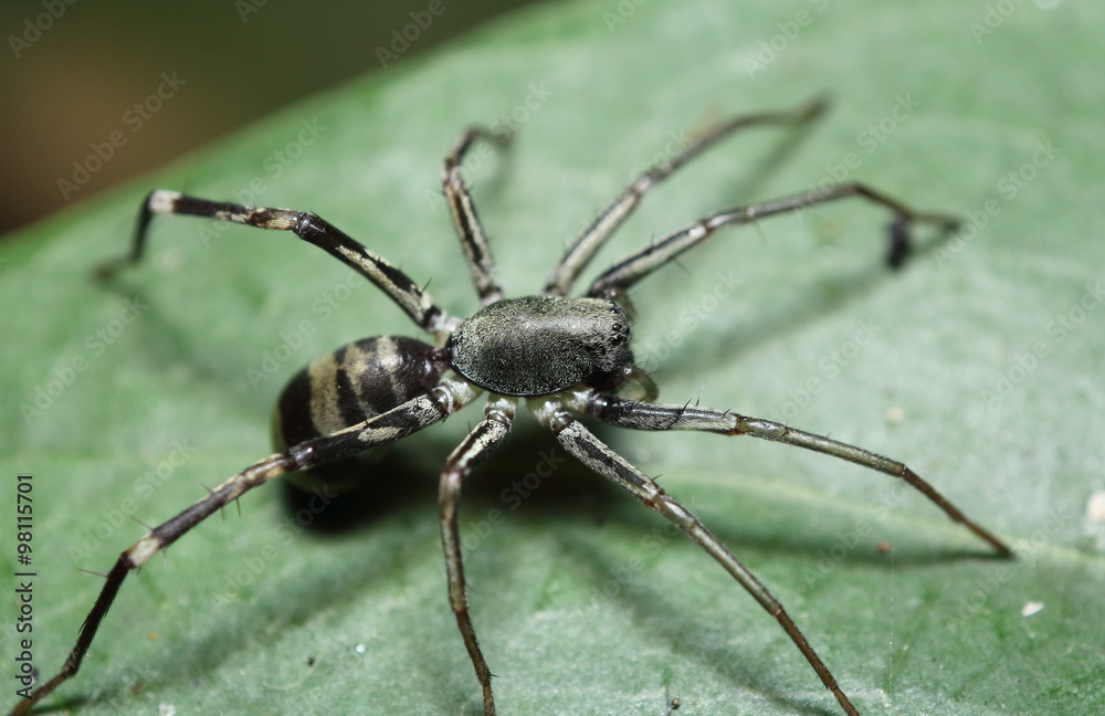 Small jump spider Small jump spider