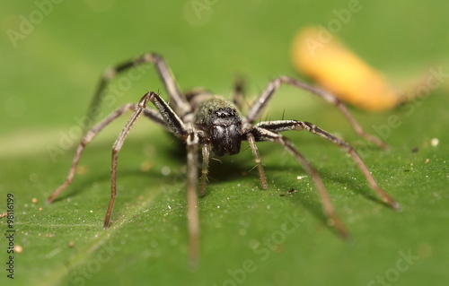 Small jump spider © sarawuth123