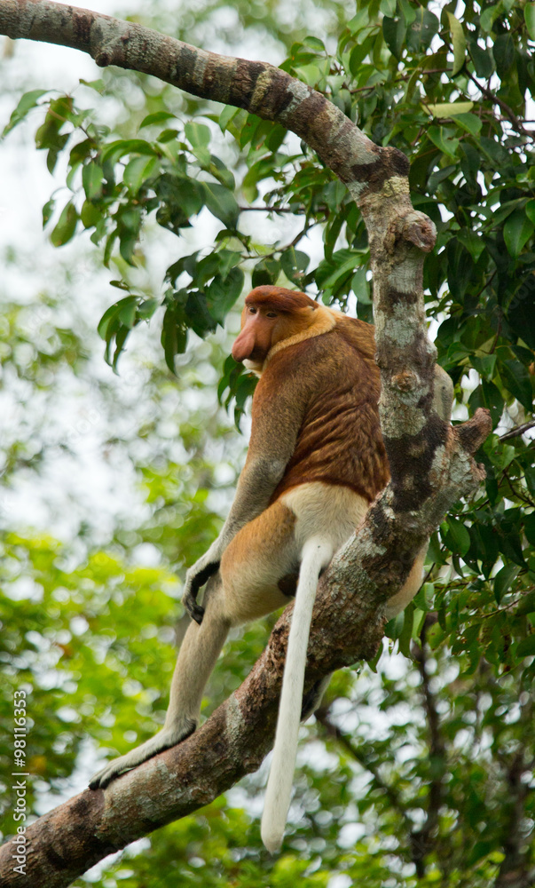 The proboscis monkey is sitting on a tree in the jungle. Indonesia. The island of Borneo (Kalimantan). An excellent illustration. The proboscis monkey is sitting on a tree in the jungle. Indonesia. The island of Borneo (Kalimantan). An excellent illustration.