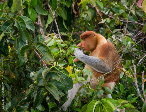 The proboscis monkey is sitting on a tree in the jungle. Indonesia. The island of Borneo  Kalimantan . An excellent illustration.