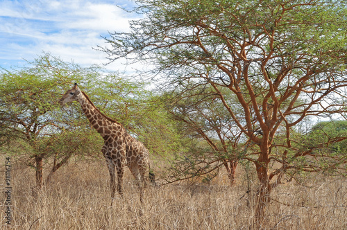 Girafe - R  serve de Bandia  Img.5307 