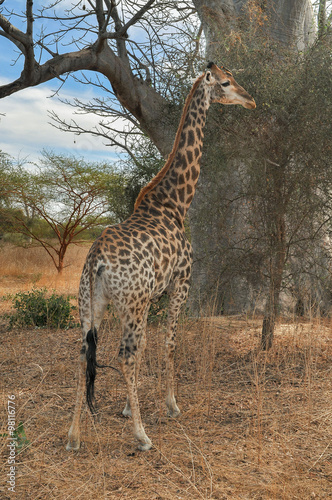 Girafe - Réserve de Bandia (Img.5312)