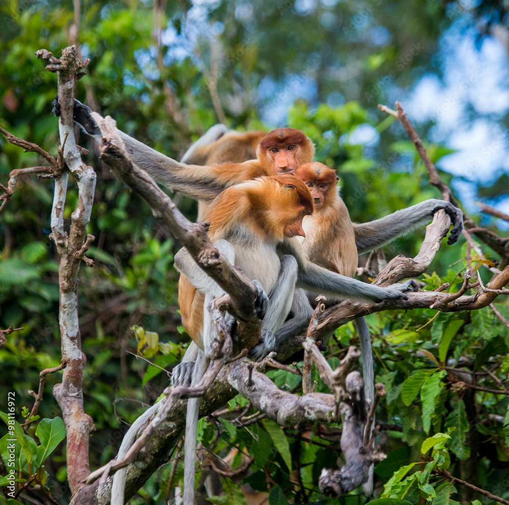 Naklejka premium Family of proboscis monkeys sitting in a tree in the jungle. Indonesia. The island of Borneo (Kalimantan). An excellent illustration.