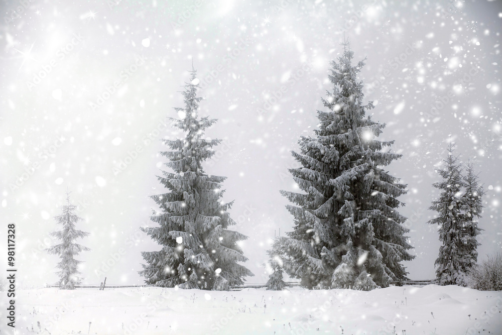 Christmas background with snowy fir trees Christmas background with snowy fir trees