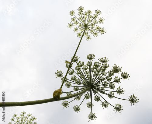 Umbels with seeds of the hogweed photo