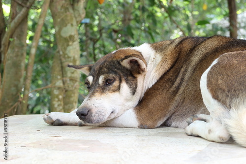 Thai dog sleep on floor photo