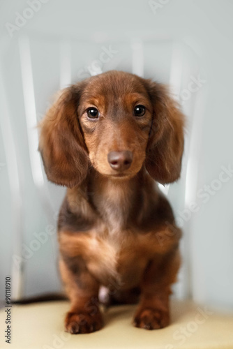 Dachshund dog looks at camera