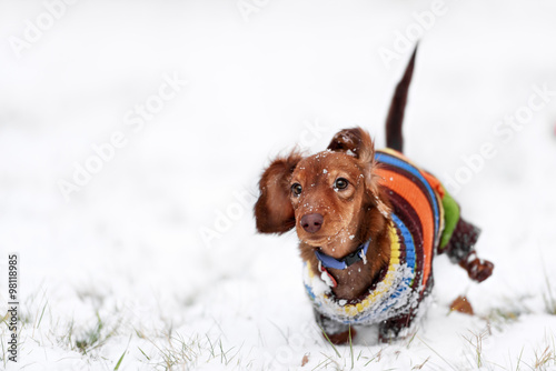 Fototapeta Naklejka Na Ścianę i Meble -  funny dog dachshund  jumps up