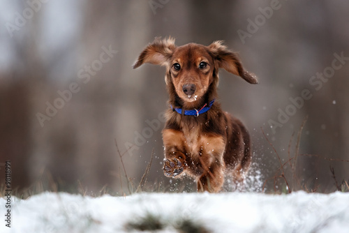 funny dog dachshund  jumps up