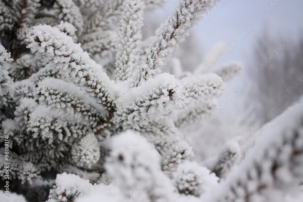 Winter background. A coniferous tree in hoarfrost and snow Winter background. A coniferous tree in hoarfrost and snow