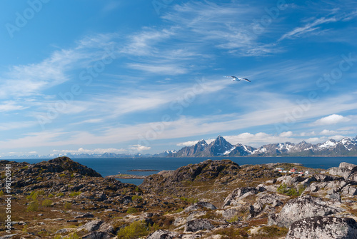 Seagull over norwegian island in sunny day