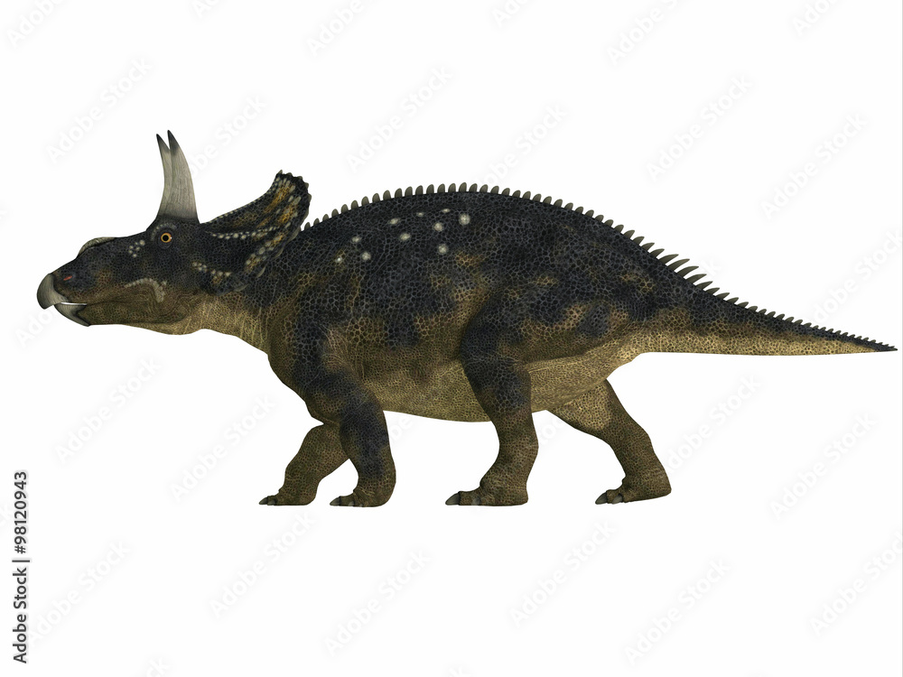 Fototapeta premium Nedoceratops Side Profile - Nedoceratops is a herbivorous ceratopsian dinosaur that lived in the Cretaceous Period of Wyoming, North America.