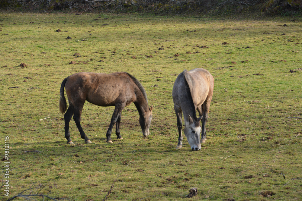 caballos pastando en un prado verde caballos pastando en un prado verde