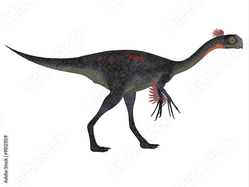 Gigantoraptor on White - Gigantoraptor was a theropod dinosaur that lived in Inner Mongolia  China in the Cretaceous Period.