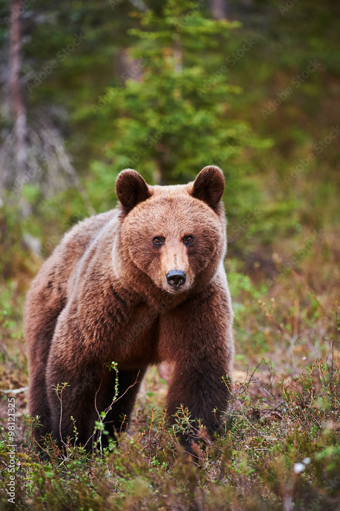 Obraz premium Wild brown bear