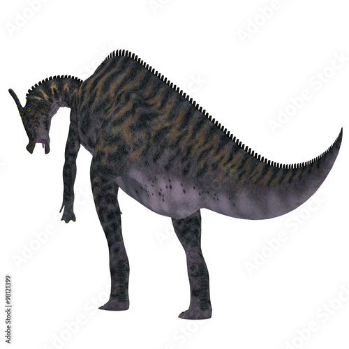 Saurolophus Dinosaur Tail - Saurolophus was a Hadrosaur herbivorous dinosaur that lived in Mongolia  Asia in the Cretaceous Period.