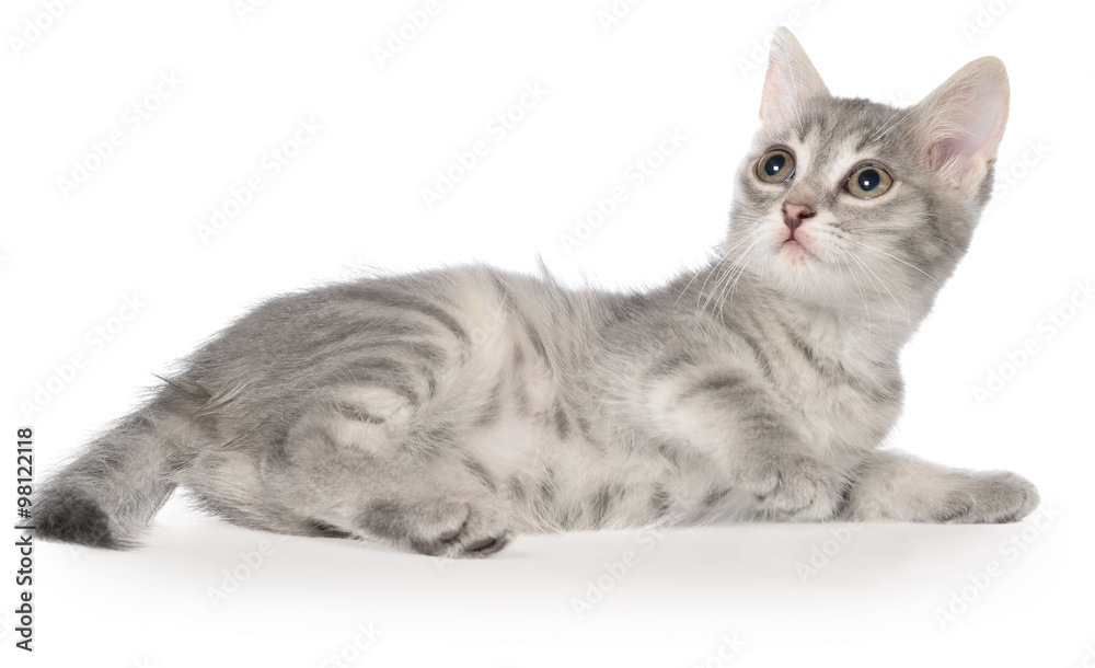 British shorthair tabby kitten lay