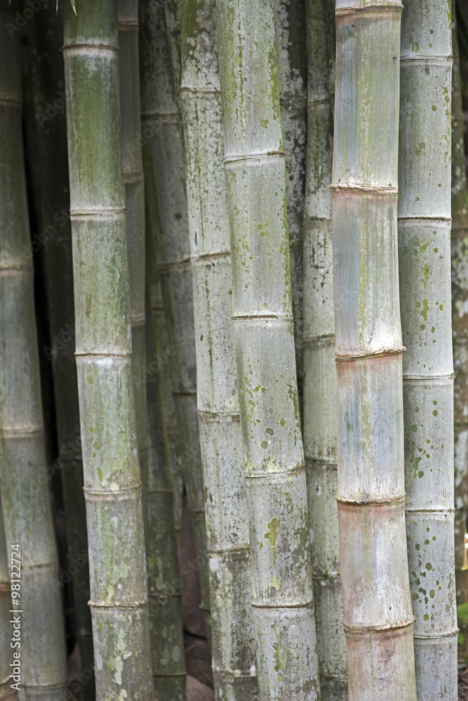 Giant bamboo, the highest grass Giant bamboo, the highest grass