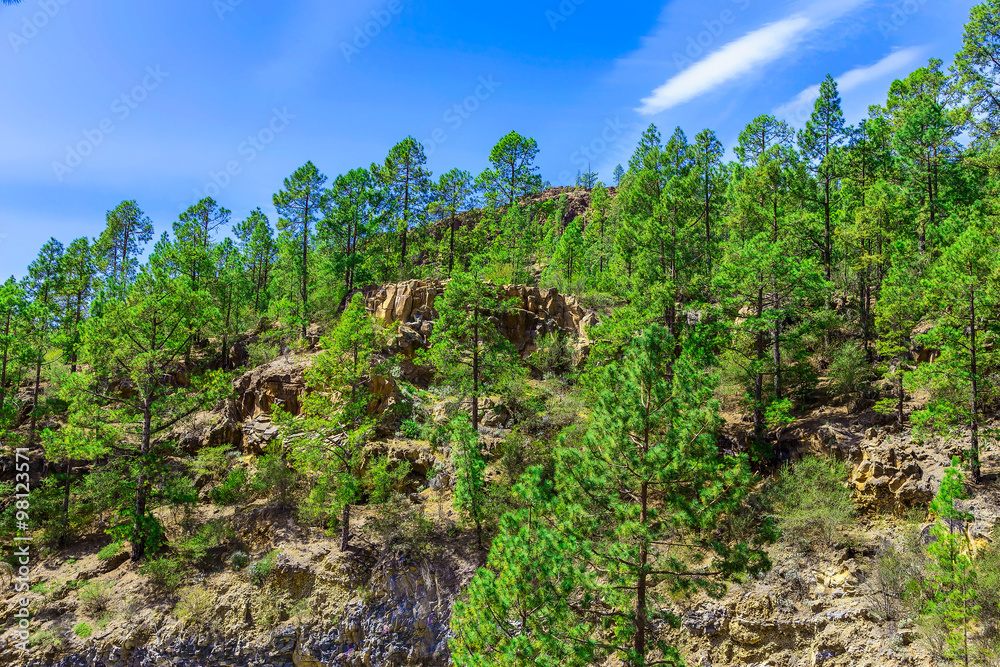 Fototapeta premium Fir Trees on Mountain Landscape